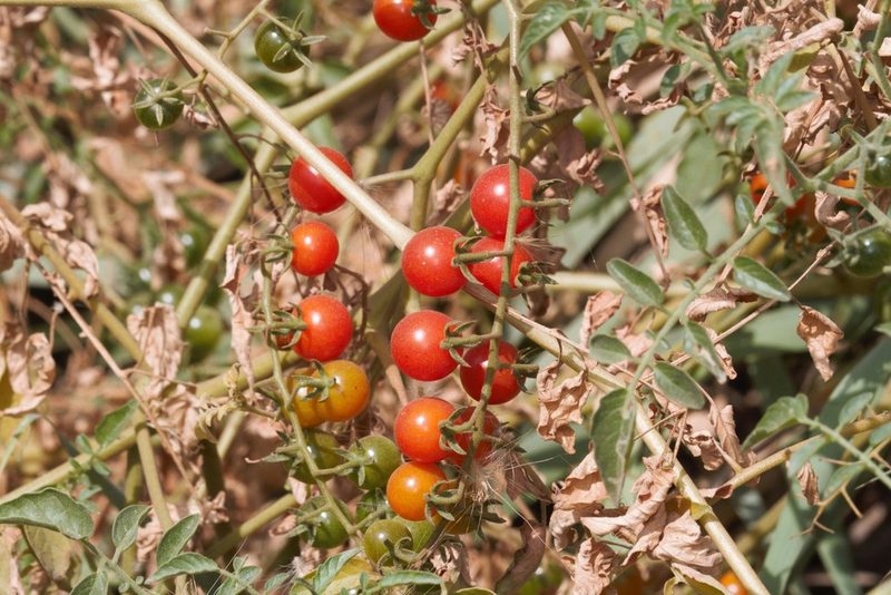 Solanum pimpinellifolium, photographed by capacoscar