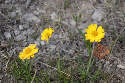 Tetraneuris herbacea, photographed by Lisa Wiencek Gerbec