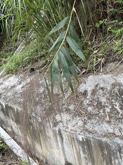 Thysanolaena latifolia, photographed by Yj