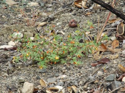 Acmispon maritimus, photographed by Amy