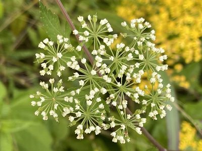 Thaspium chapmanii, photographed by Brian Finzel