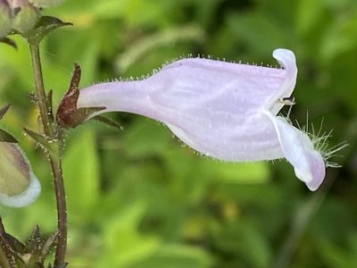 Penstemon calycosus, photographed by Brian Finzel