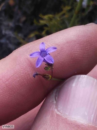 Siphocodon spartioides, photographed by Chris Vynbos