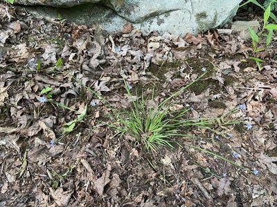 Sisyrinchium langloisii, photographed by Brian Finzel