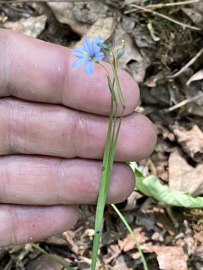 Sisyrinchium langloisii, photographed by Brian Finzel
