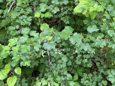 Ribes curvatum, photographed by Brian Finzel