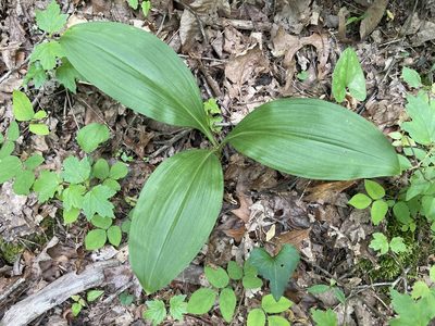 Melanthium parviflorum, photographed by Brian Finzel