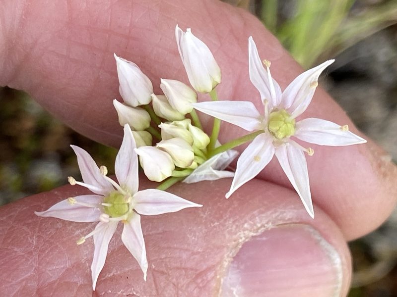 Allium speculae, photographed by Brian Finzel