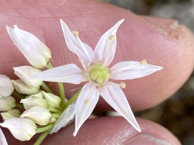 Allium speculae, photographed by Brian Finzel