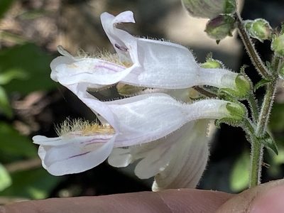 Penstemon canescens, photographed by Brian Finzel