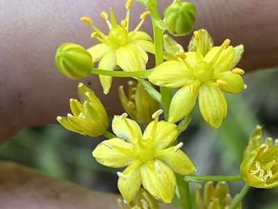 Schoenolirion croceum, photographed by Brian Finzel