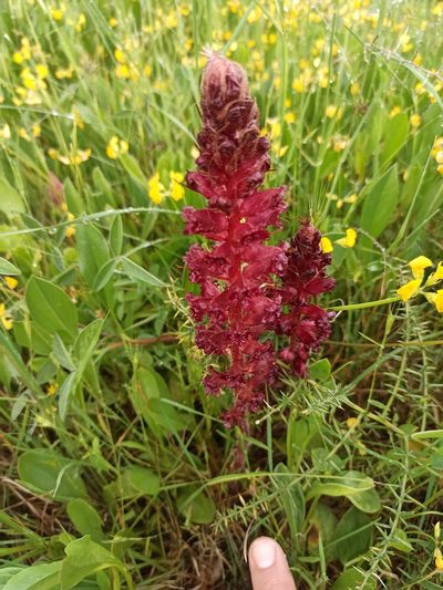 Orobanche foetida, photographed by Daniel Franco