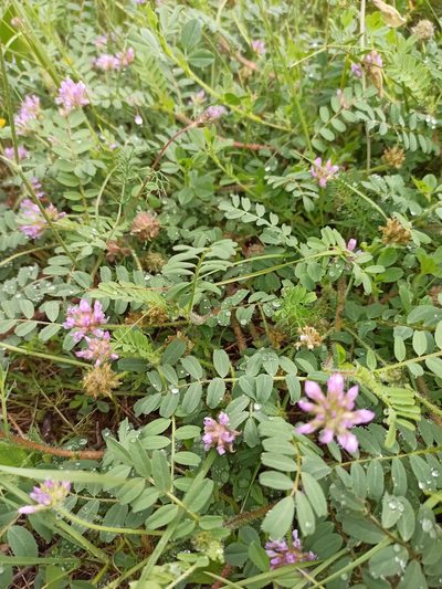 Astragalus echinatus, photographed by Daniel Franco