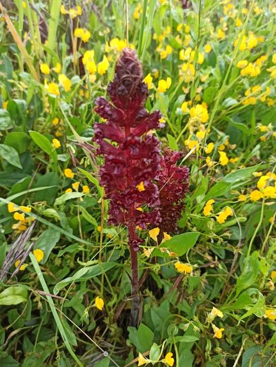 Orobanche foetida, photographed by Daniel Franco