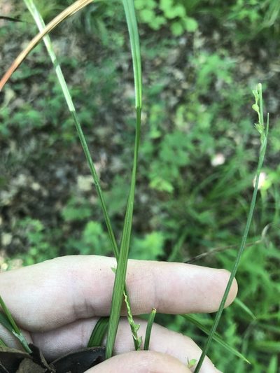 Carex ignota, photographed by John Kees