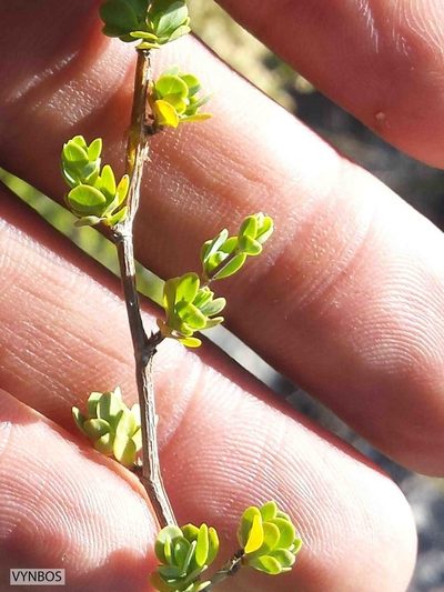 Cliffortia obovata, photographed by Chris Vynbos