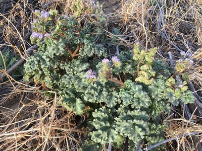 Phacelia pedicellata, photographed by W. Terry Hunefeld