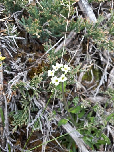 Draba glabella, photographed by Marc-Aurèle Vallée