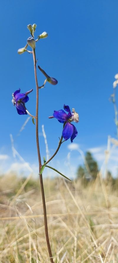 Delphinium sutherlandii, photographed by Ian Adams