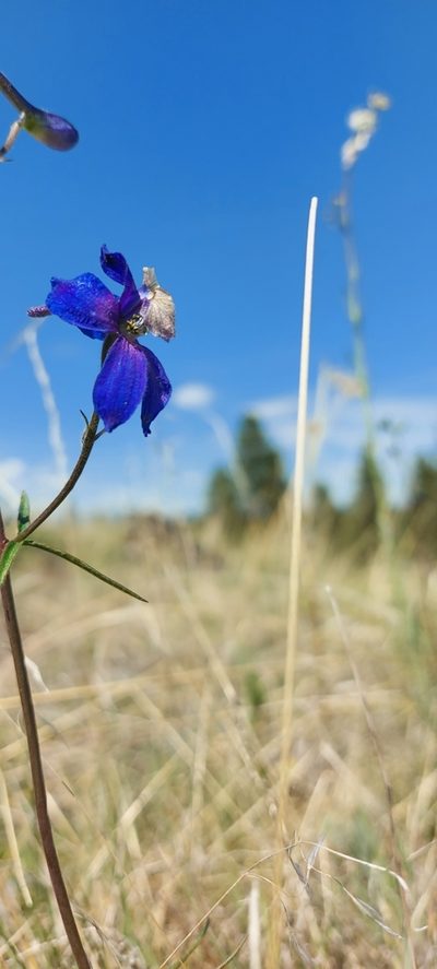 Delphinium sutherlandii, photographed by Ian Adams
