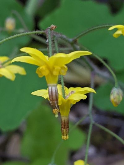 Vancouveria chrysantha, photographed by David Anderson
