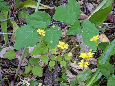 Vancouveria chrysantha, photographed by David Anderson