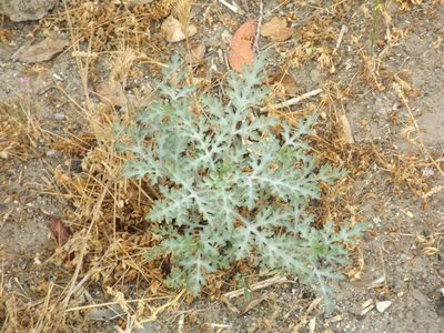 Ambrosia acanthicarpa, photographed by Amy