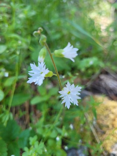 Lithophragma campanulatum, photographed by Mandy Hackney