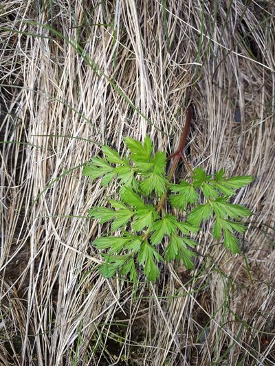 Conioselinum chinense, photographed by Marc-Aurèle Vallée