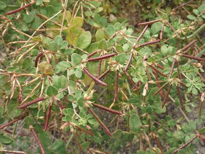 Acmispon maritimus, photographed by Amy