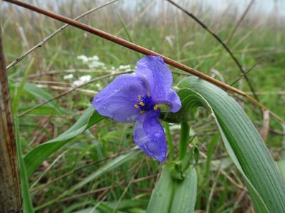 Tradescantia bracteata, photographed by Thomas Koffel