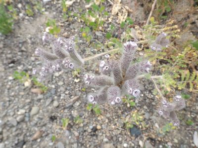 Phacelia hubbyi, photographed by Amy