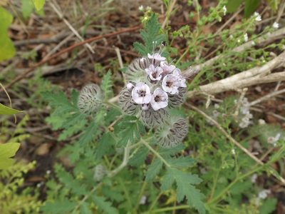 Phacelia hubbyi, photographed by Amy