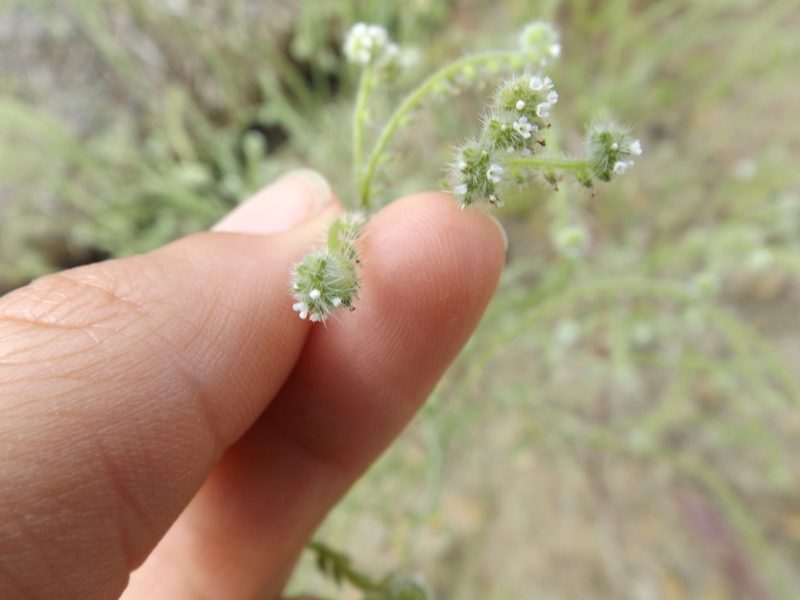 Cryptantha microstachys, photographed by Amy