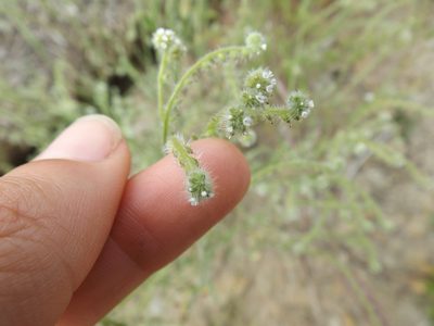 Cryptantha microstachys, photographed by Amy