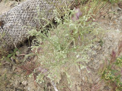 Cryptantha microstachys, photographed by Amy