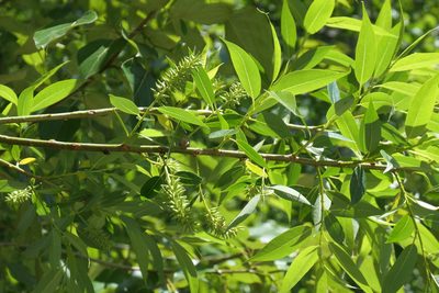 Salix lasiandra, photographed by David Dyck