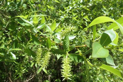 Salix lasiandra, photographed by David Dyck