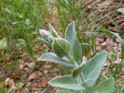 Stachys albens, photographed by Daniel S.