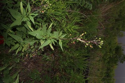 Scrophularia lanceolata, photographed by Jacob Friend