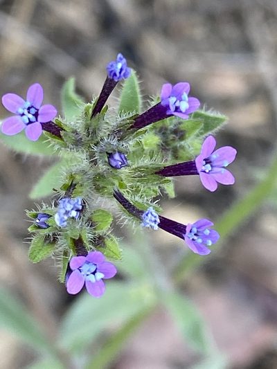 Allophyllum divaricatum, photographed by Rebecca Johnson