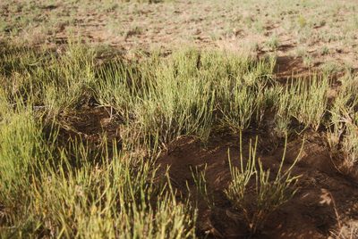 Ephedra cutleri, photographed by Loren Cassin Sackett