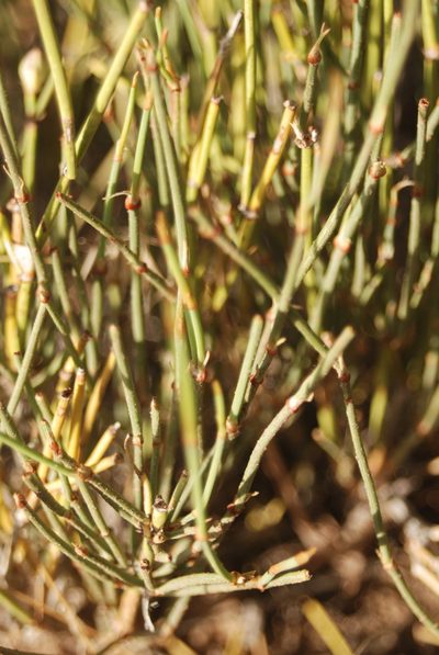 Ephedra cutleri, photographed by Loren Cassin Sackett