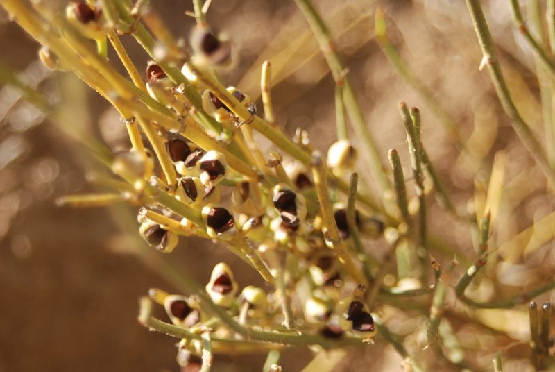 Ephedra cutleri, photographed by Loren Cassin Sackett