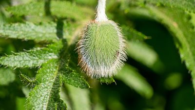 Papaver orientale, photographed by Nart Barileva