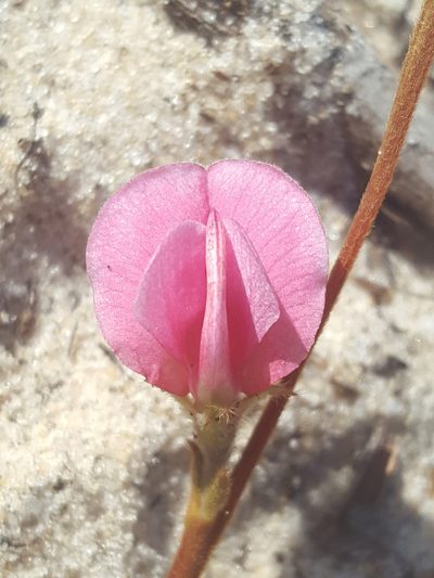 Tephrosia mysteriosa, photographed by Alex Abair