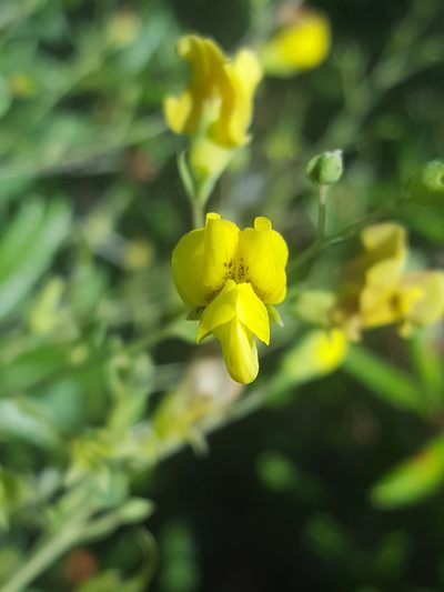 Baptisia lecontei, photographed by Alex Abair