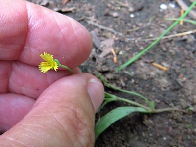 Krigia cespitosa, photographed by Annika Lindqvist