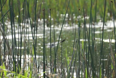 Schoenoplectus acutus, photographed by David Dyck