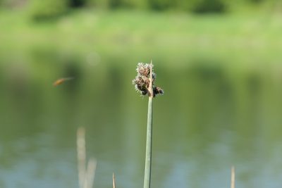 Schoenoplectus acutus, photographed by David Dyck
